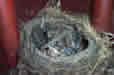 0063.JPG (76974 bytes)