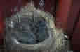 0085B.JPG (70220 bytes)